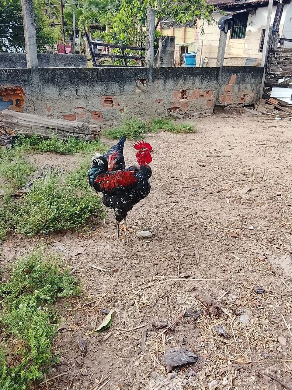 Frango GSB disponível. - Foto 4