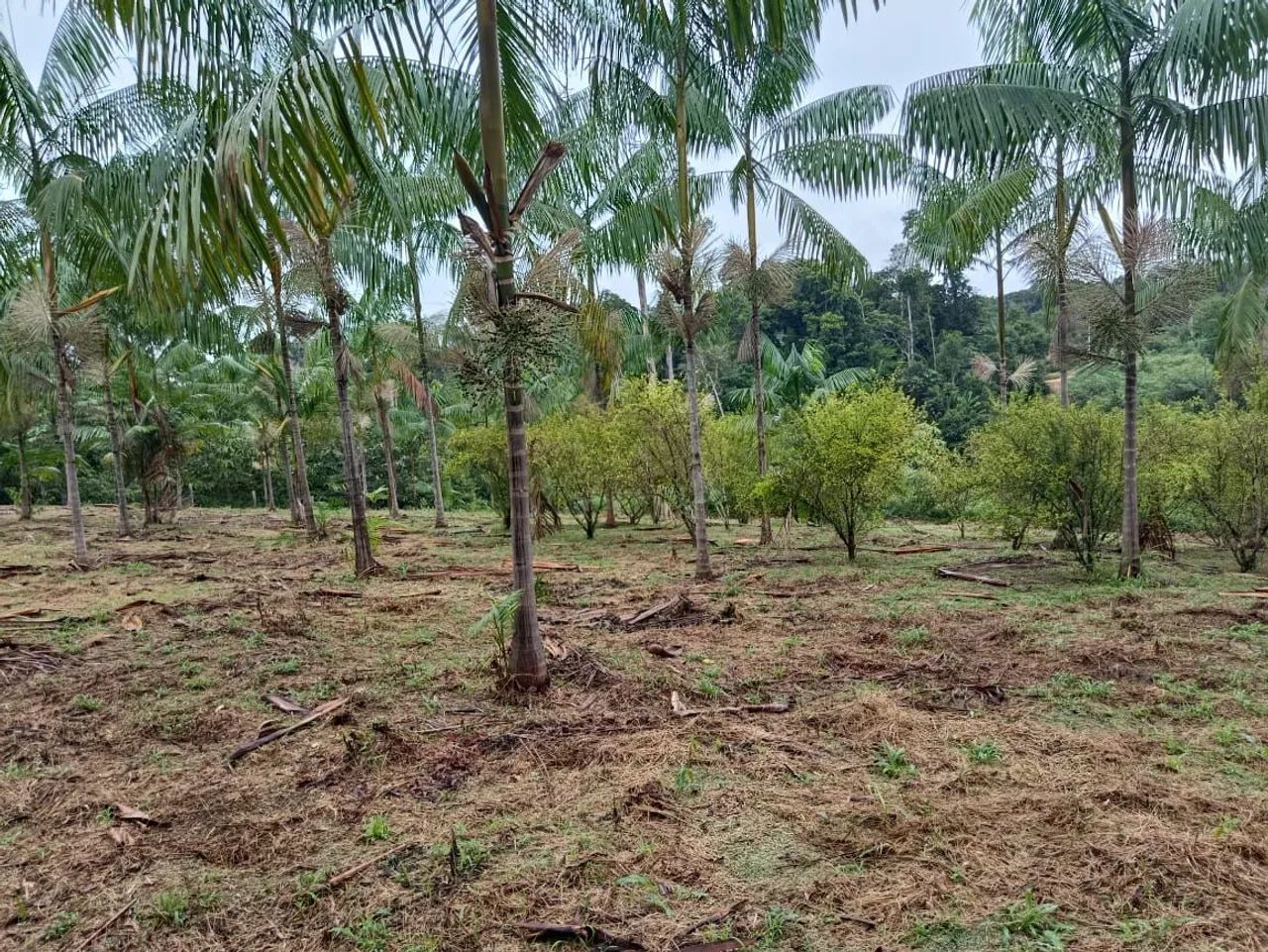 Sítio com 28 hectares em Pres. Figueiredo  - Foto 5