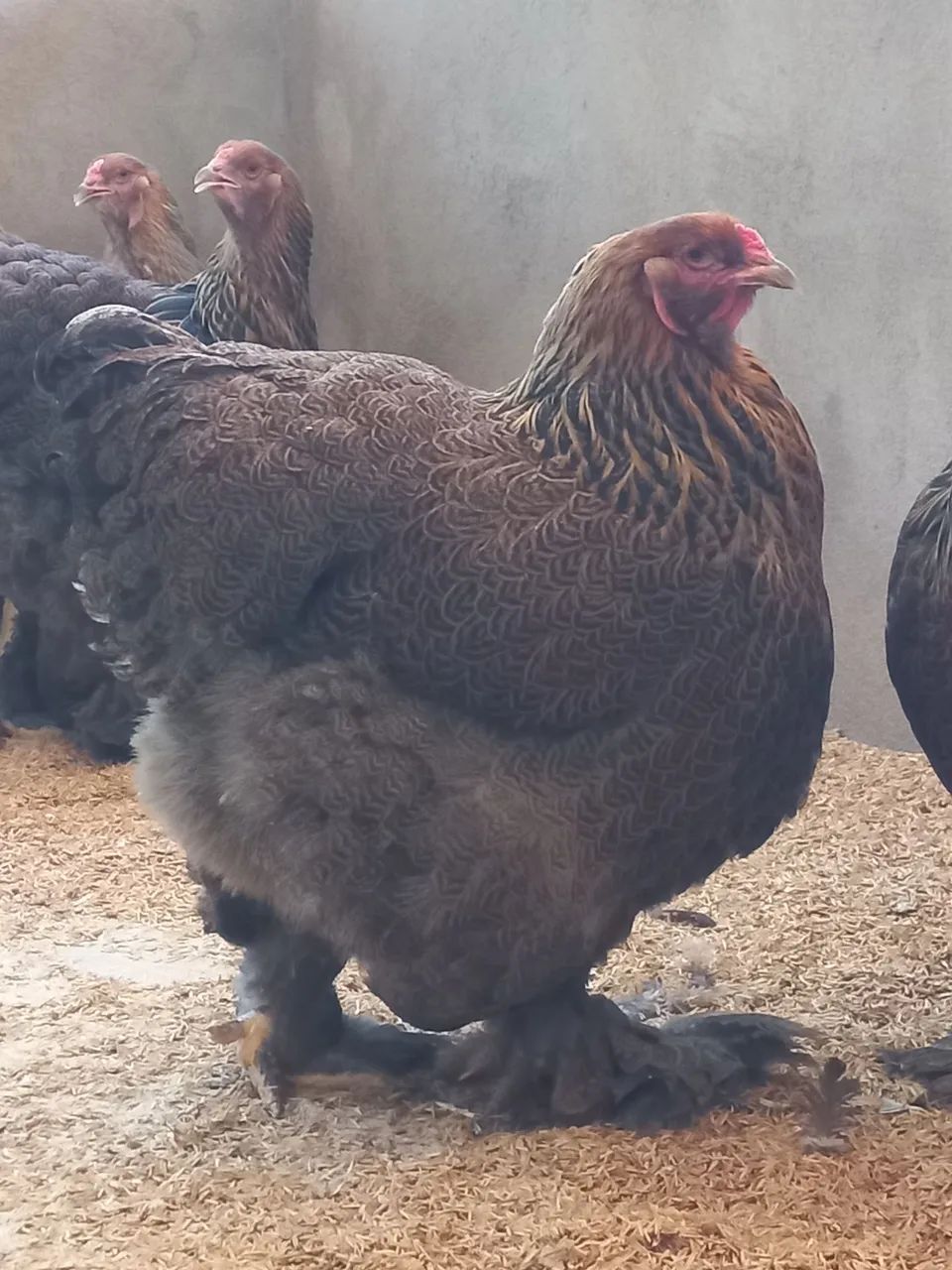 Pintinhos de Brahma Perdiz! - Foto 4