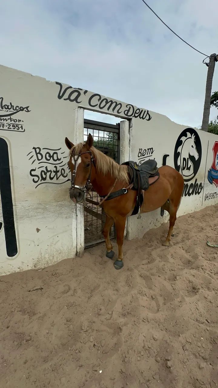 cavalo de vaquejada - Foto 2