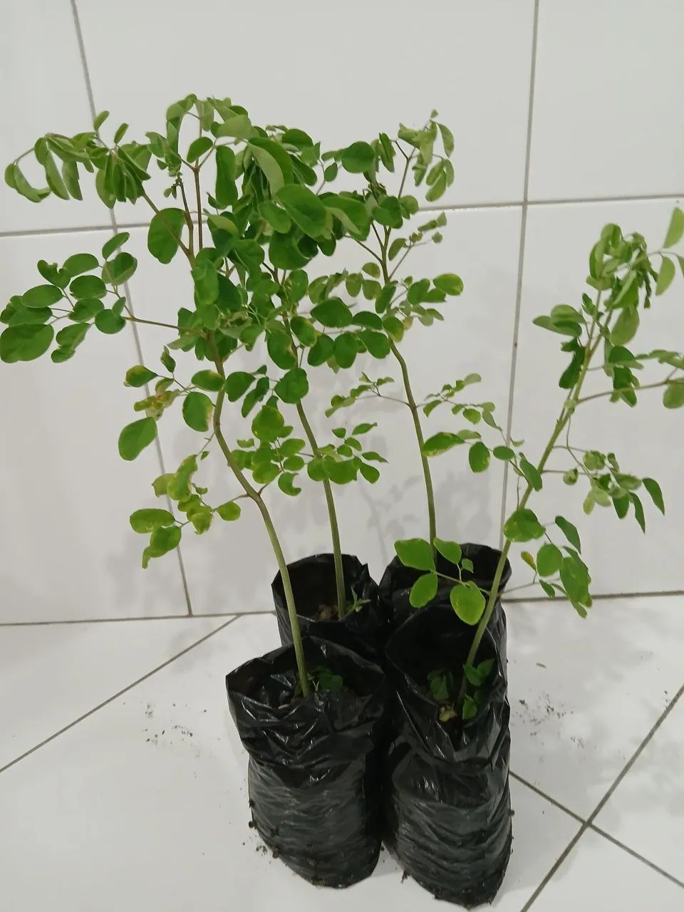 Moringa  aleífera  kit 2 muda 35 cent.