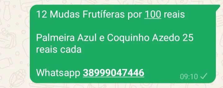 Mudas frutíferas 12 mudas por 100 reais 