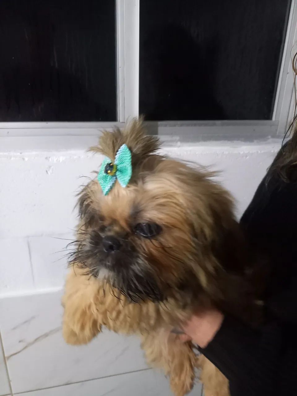 Barbada mini shih tzu  - Foto 3