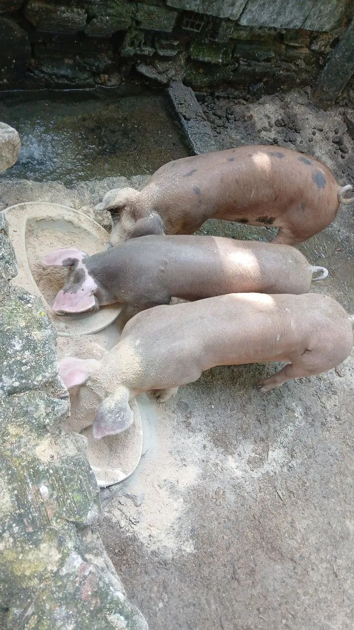 Porcas 4 pernil - Foto 3