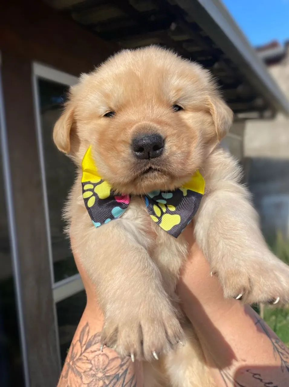 Golden retriever  - Foto 2