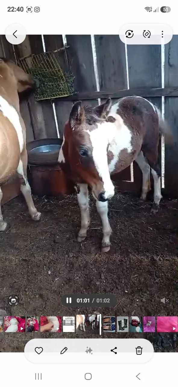 Cavalo crioulo - Foto 3