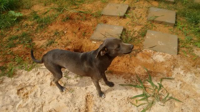 Doação pit bul cinza, vacinado saudavel e docil, 11 meses motivo viagem