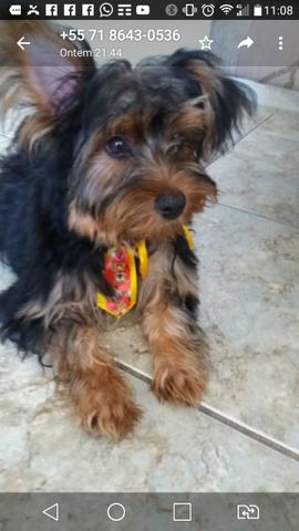 Vendo lindo filhote de Yorkshire com apenas 3 meses vermifuga.do e super bem tratado
