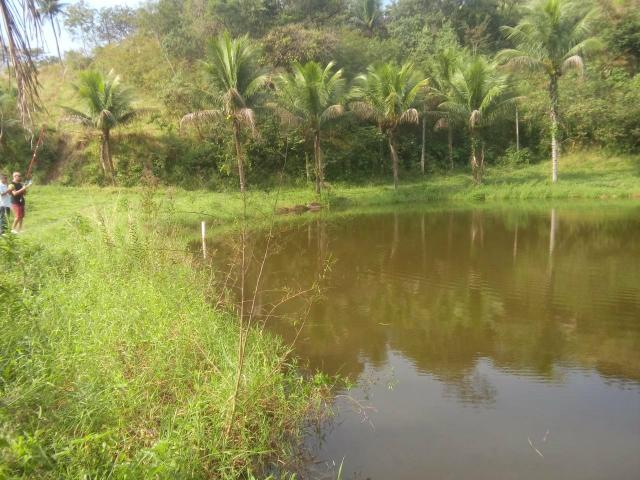 Linda fazenda em Cachoeiras de Macacu 20 alqueires oportunidade!!!! - Foto 6