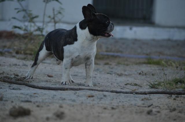Buldogue Francês - Foto 6