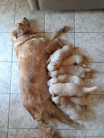 Filhotes de golden retriever - Foto 2