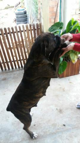 Filhote de boxer parcelo no cartão - Foto 5