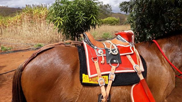Cavalo - Foto 3