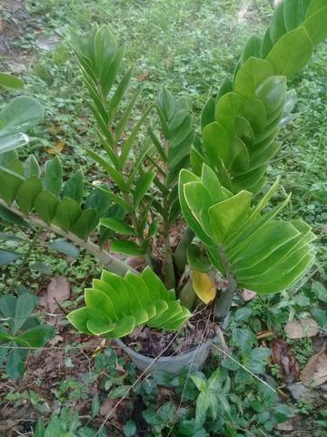 Mudas de plantas - Foto 6