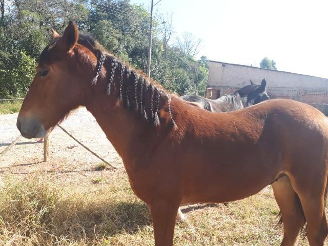 Cavalo - Foto 6