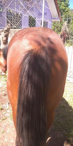 Cavalo - Foto 4