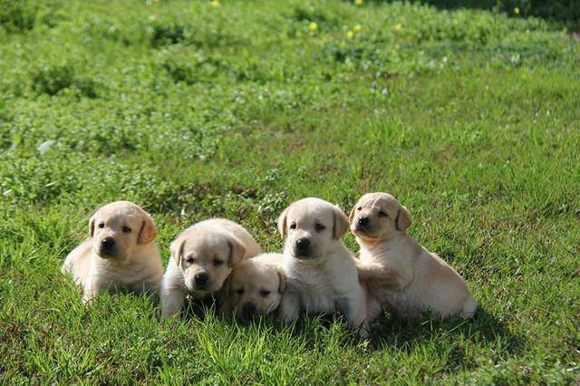 Filhotes TOP's de Labrador Retriever Champanhe! - Foto 6