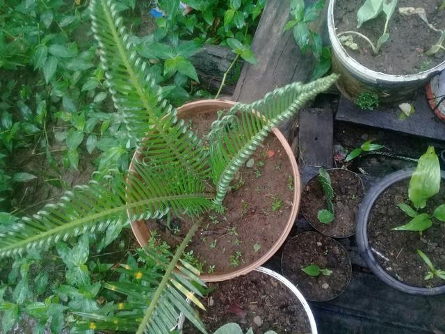 Mudas de plantas - Foto 5