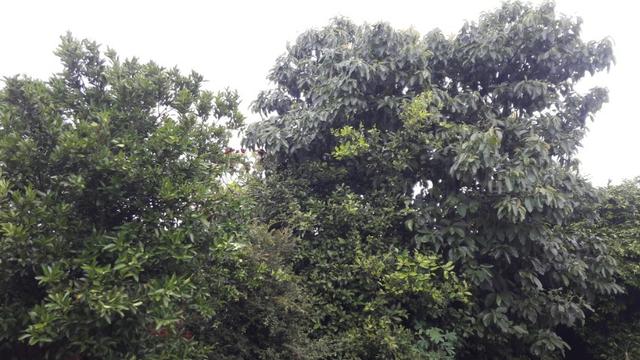 Terreno estância velha .150.000 - Foto 2