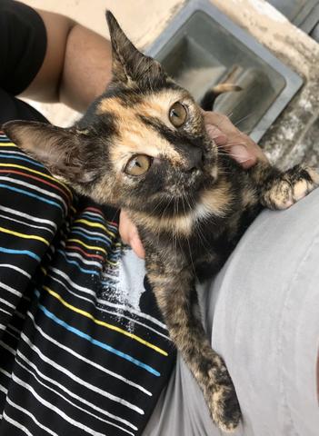 Gatinha rajada para adoção - Foto 4