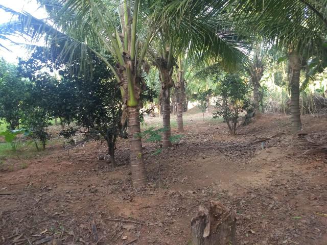 Vende se chácara - Foto 5