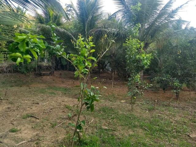 Vende se chácara - Foto 7