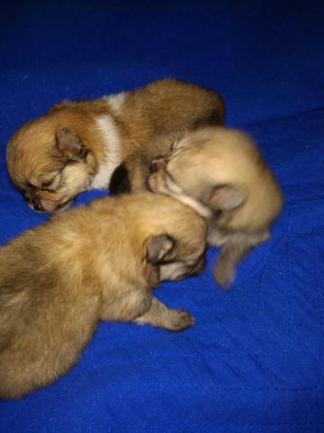 Spitz Alemão /Lulu da Pomerânia - Foto 2