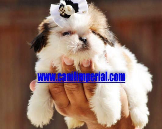 Shih Tzu Filhotes Excelentes Padrão da Raça Documentados gratuitamente