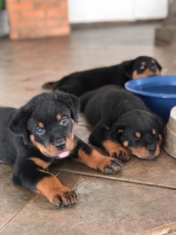 Rottweiler