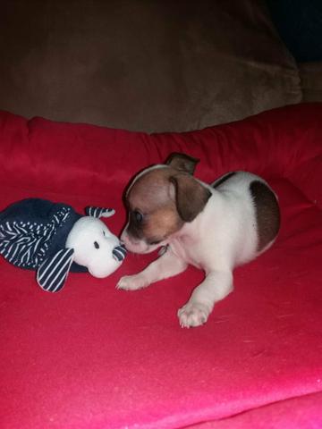 Pinscher - Foto 5