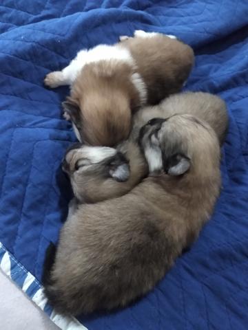 Spitz Alemão /Lulu da Pomerânia