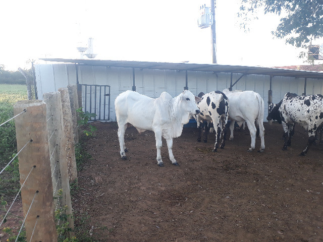 Bezerras vendo 96 Nelores e 10 Touros