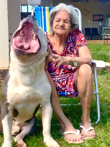 Amstaff disponível para cobertura - Foto 3