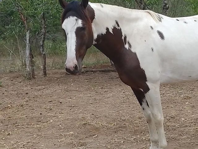  Cavalo pampo