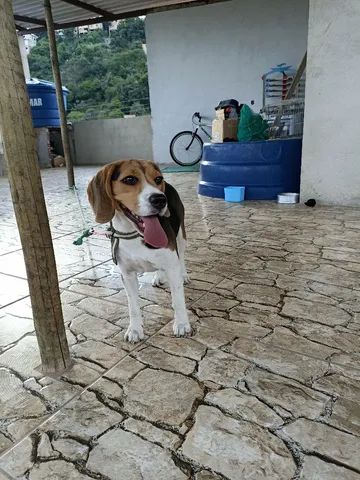 Vendo Beagle já adulta 7meses no primeiro cio  - Foto 4