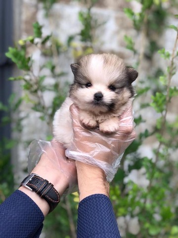 Lulu da pomeranea - um dos menores cães do mudo 