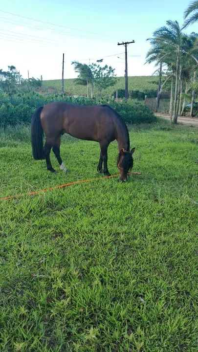 Cuiudo confirmado  - Foto 3