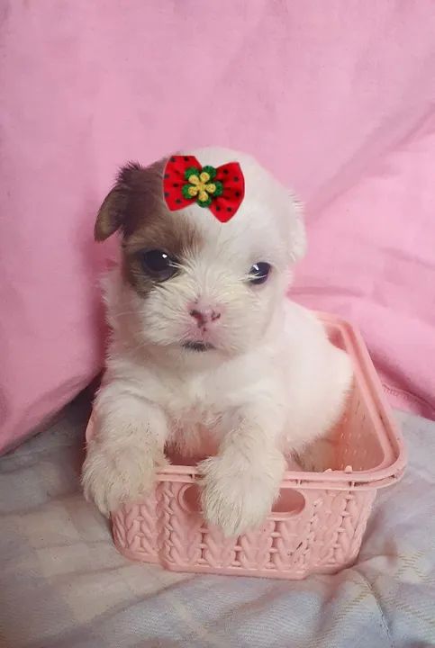 Linda menina de shituz micro  - Foto 3