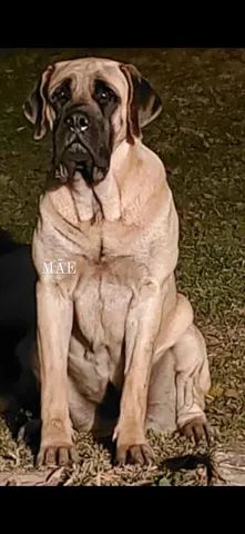 English deals mastiff olx