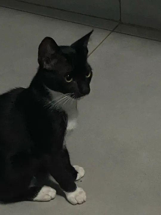 Gatinho preto e branco disponível para adoção - Foto 2