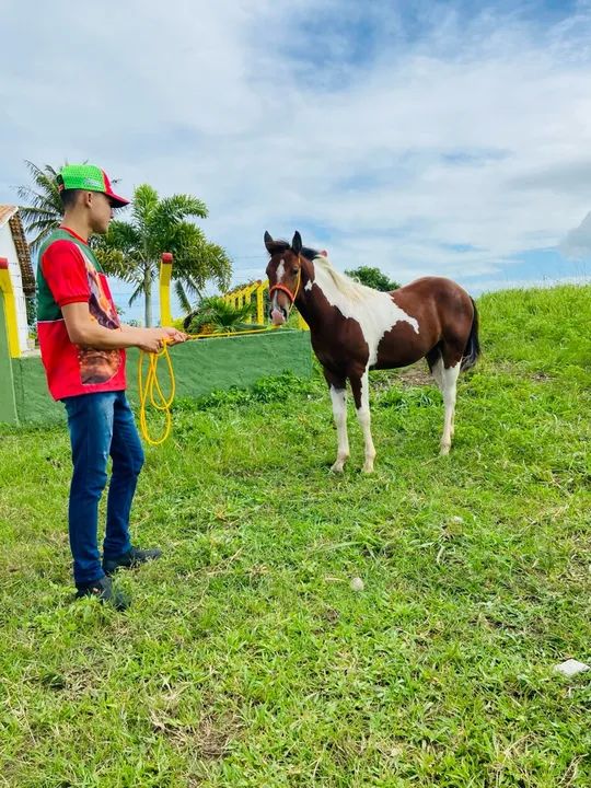 Potro - Filho de cavalo paint - Foto 2