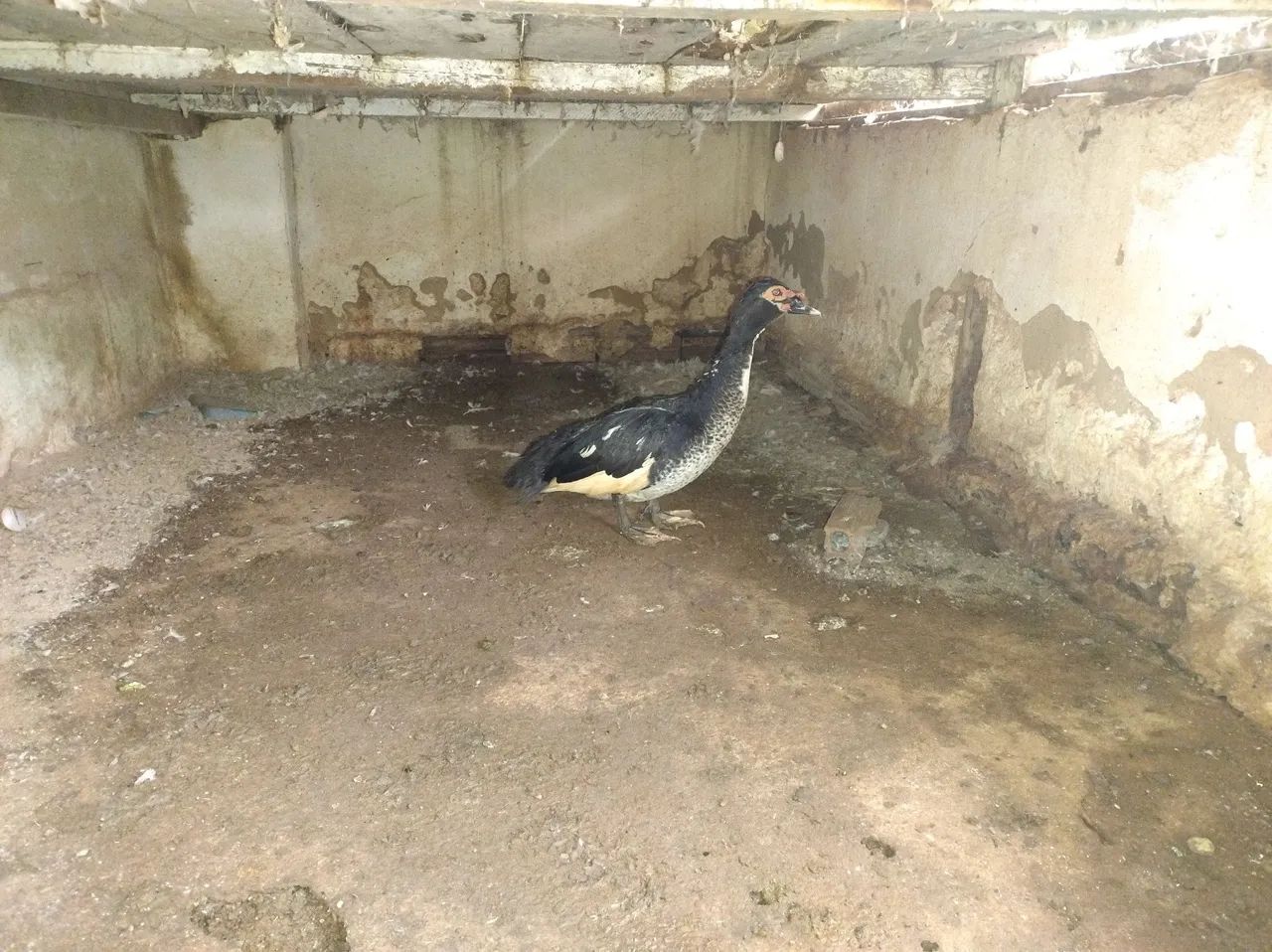 Vendo Pato Adulto  - Foto 2