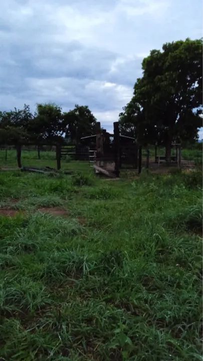 VENDO FAZENDA TERRA, GADO, ROÇA - Foto 2
