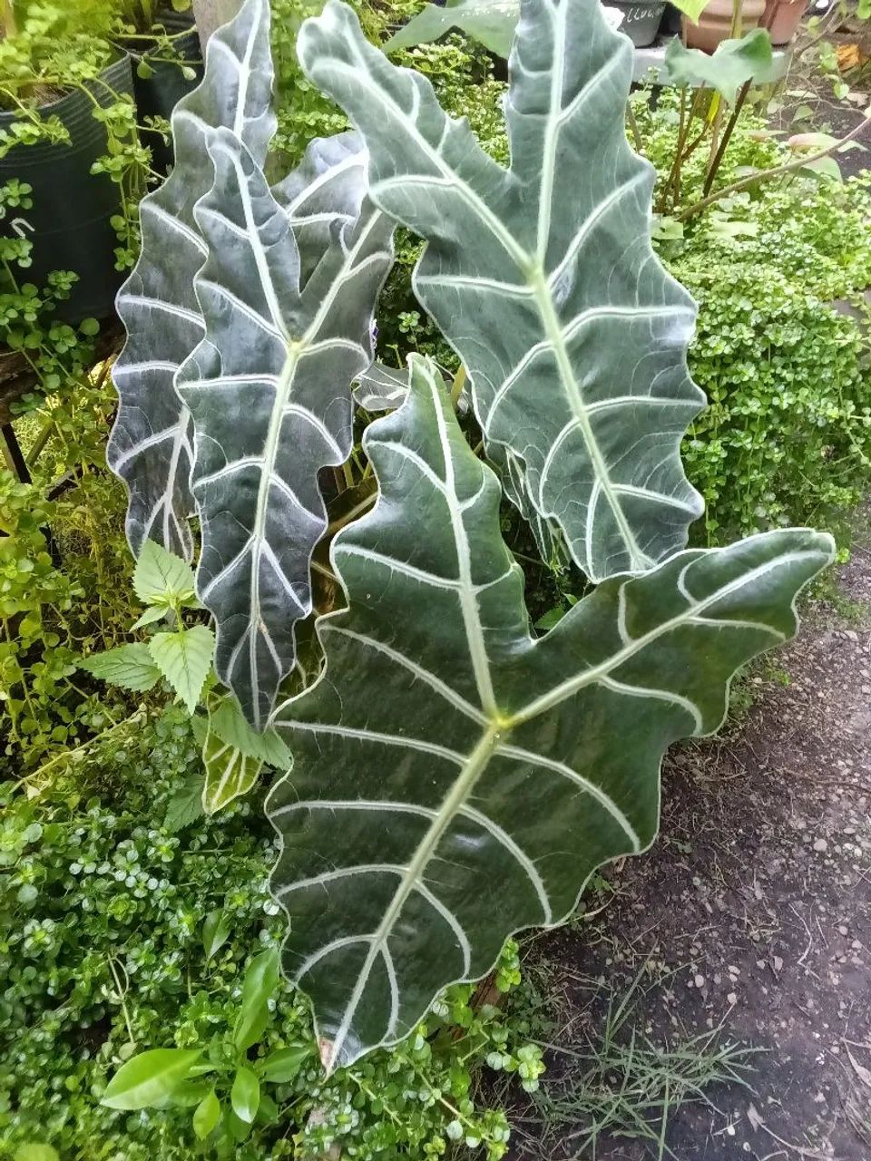 Plantas diversas - Foto 4