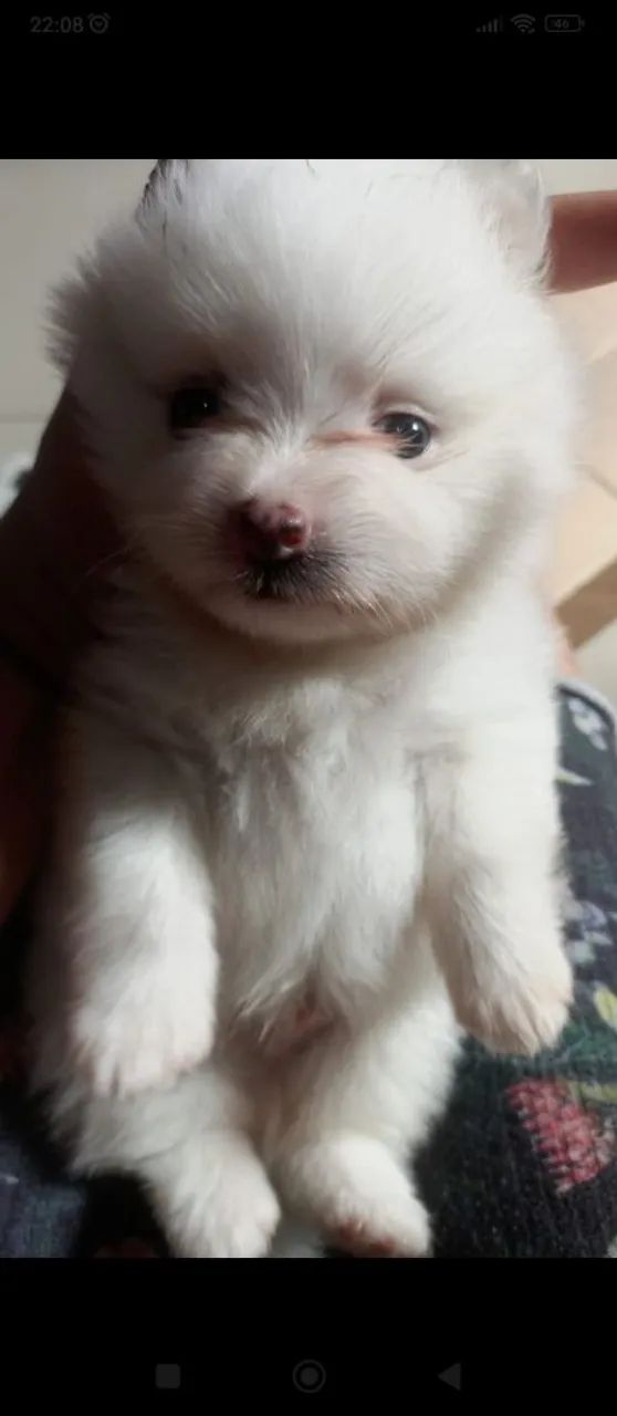 Filhote de lulu da Pomerânia/ Spitz  - Foto 3