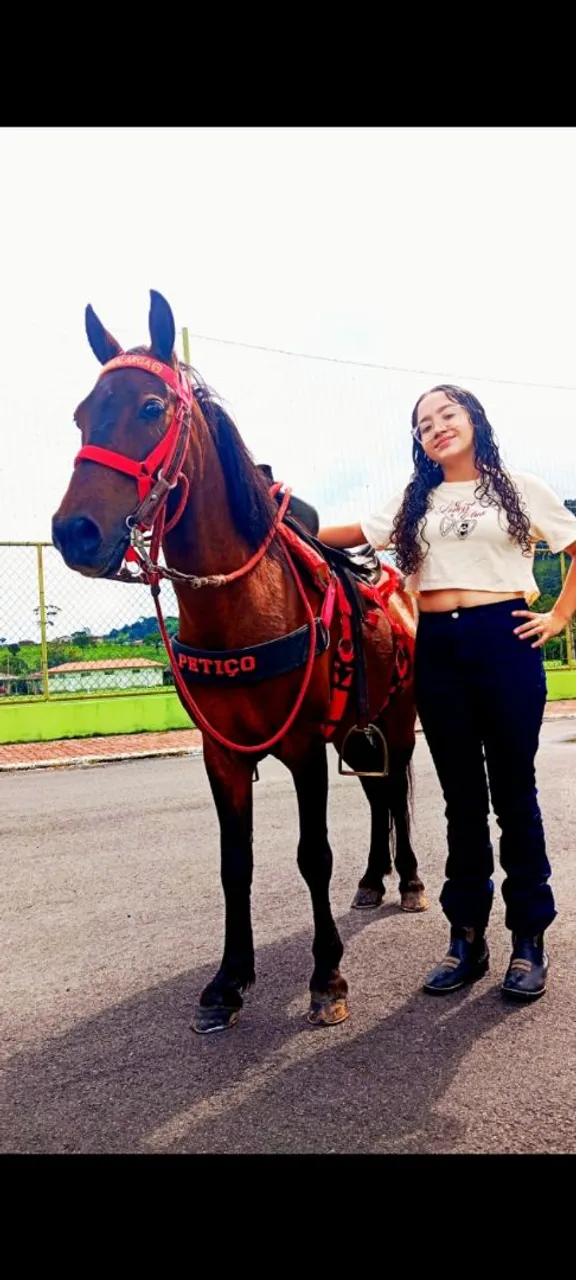Cavalo Piquira para venda - manso e dócil pra crianca