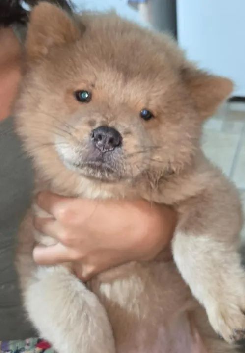 Filhote de Chow-Chow - Foto 3
