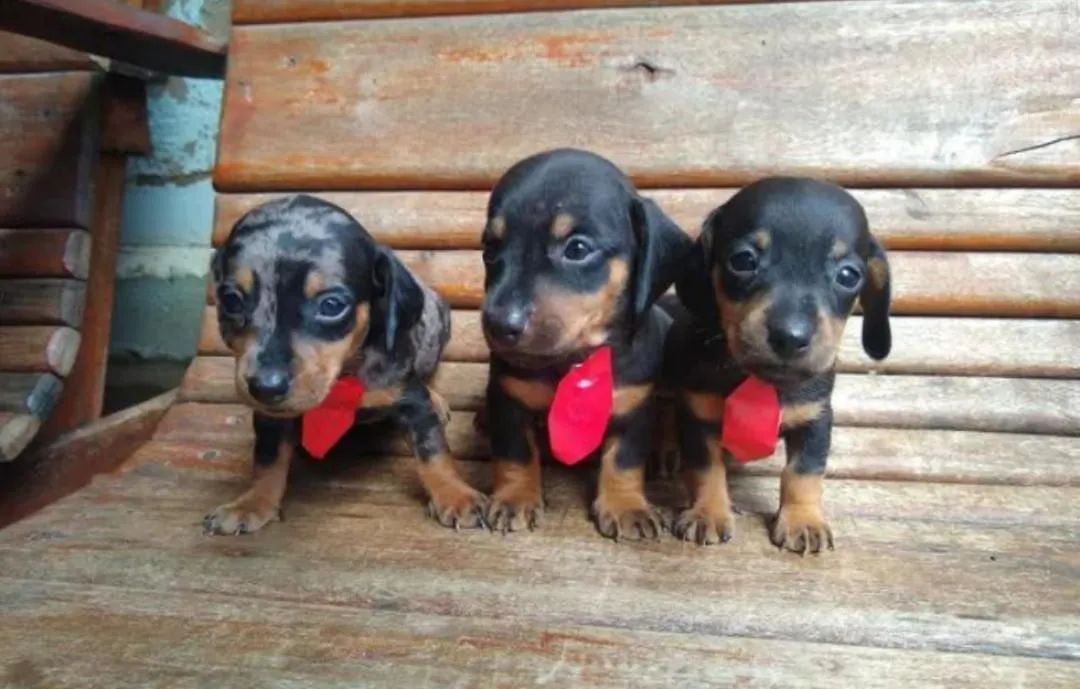 Vendo Filhotes Salsicha/Daschsund/Cofap/Basset  - Foto 5