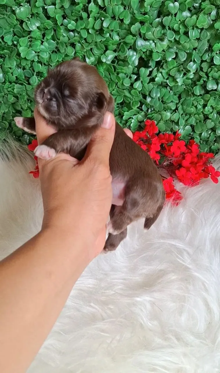 Filhote Shih Tzu chocolate