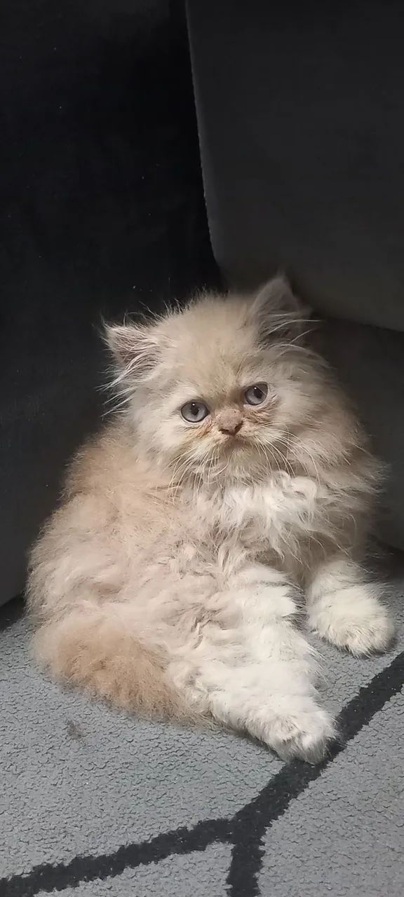 Gatinho persa disponível  - Foto 2